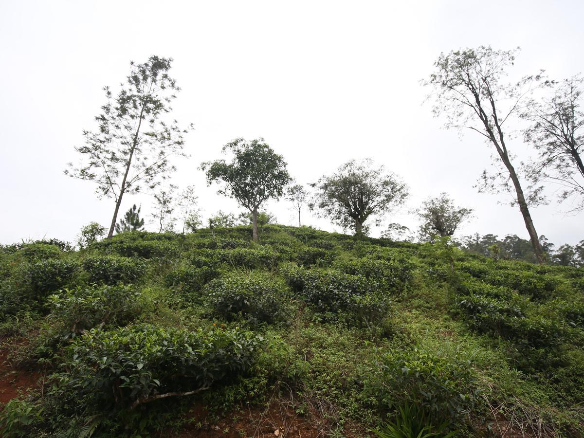 Isuru Homestay Ella Buitenkant foto